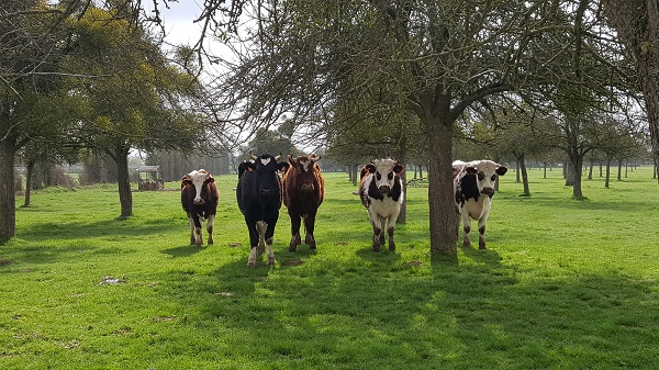 La matière première : Du bon lait de vaches normandes